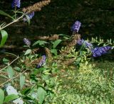 Buddleja davidii