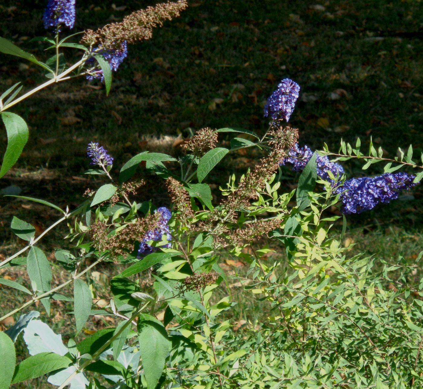 Image of Buddleja davidii specimen.