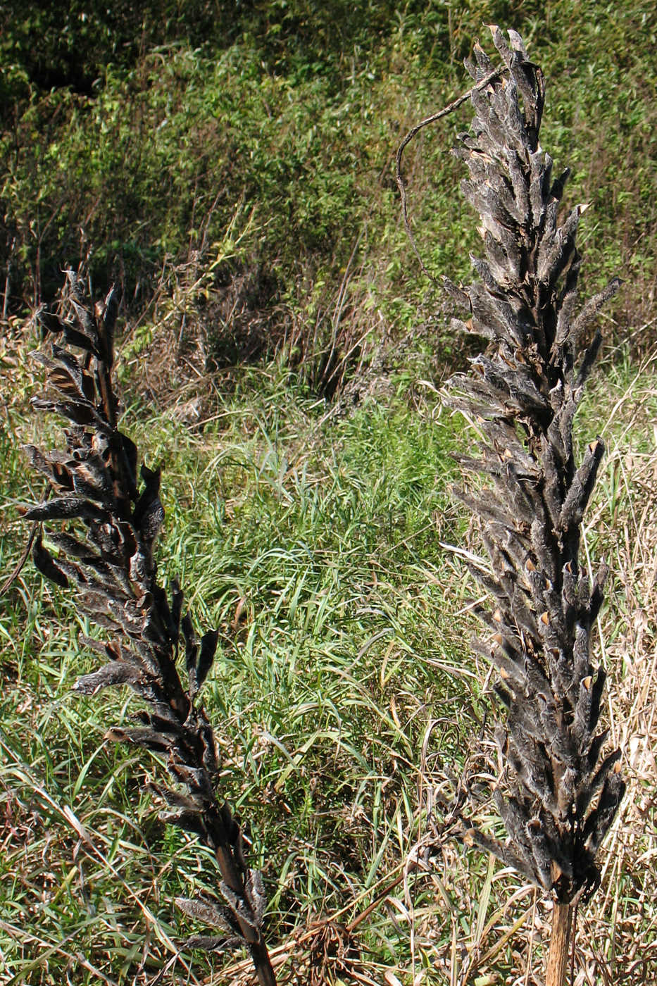 Image of Lupinus polyphyllus specimen.