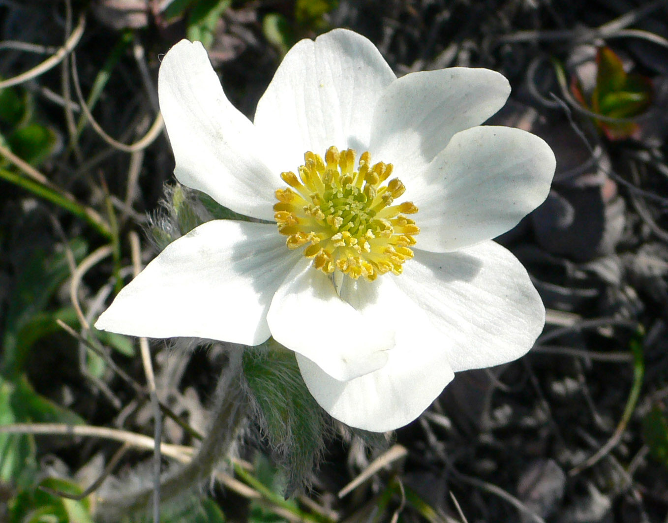 Изображение особи Anemonastrum sibiricum.