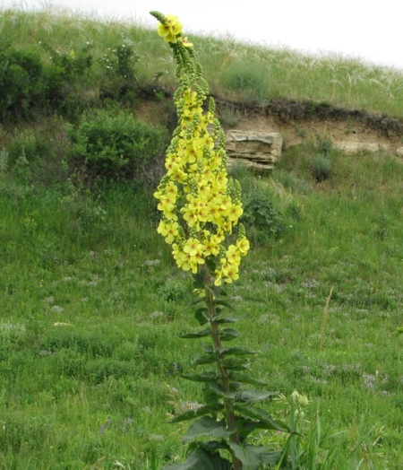 Image of Verbascum pyramidatum specimen.