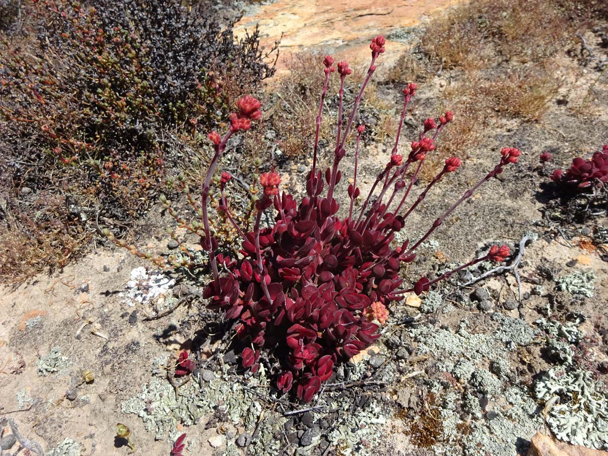 Изображение особи Crassula atropurpurea.