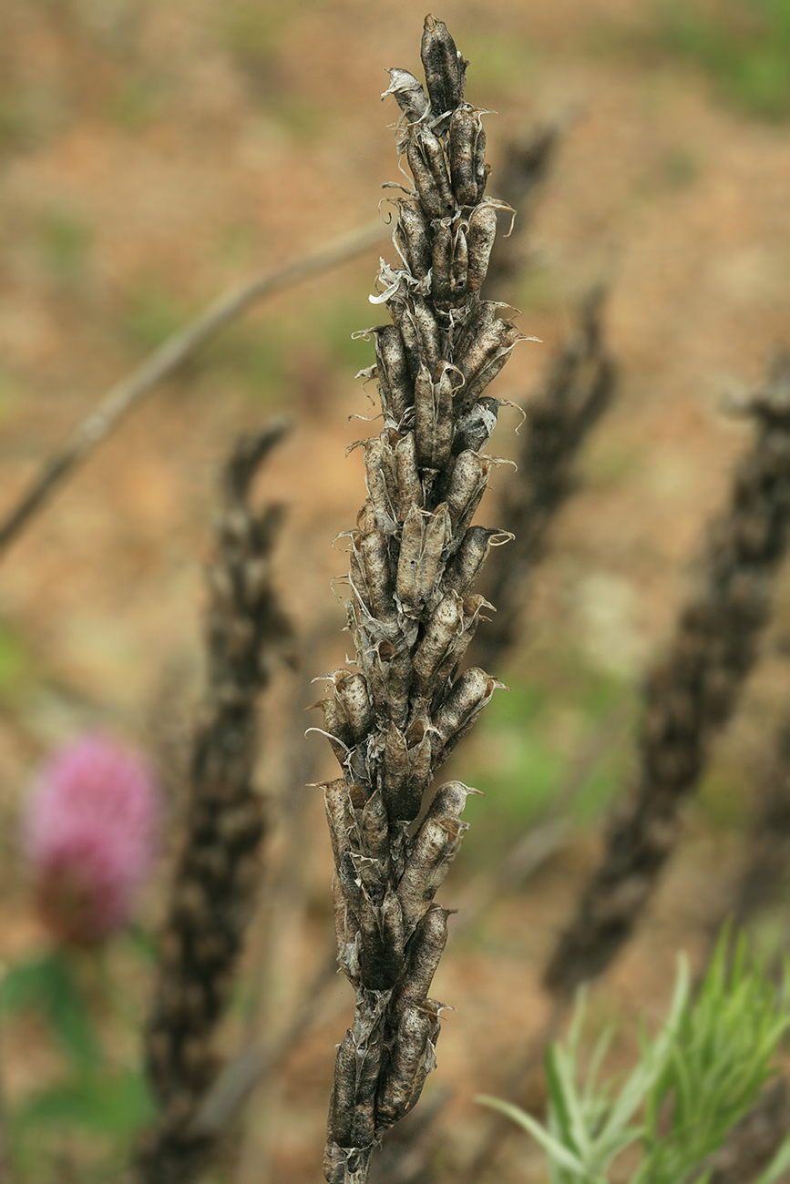 Изображение особи Astragalus adsurgens.