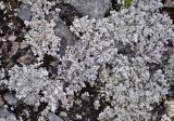род Stereocaulon. Талломы. Мурманская обл., Хибины, северный склон г. Куэльпорр, ≈ 600 м н.у.м., каменистый склон. 05.08.2018.