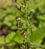 Verbascum phoeniceum. Часть незрелого соплодия. Пермский край, пос. Юго-Камский, в озеленении. 30 июня 2018 г.