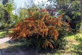 Pyracantha coccinea