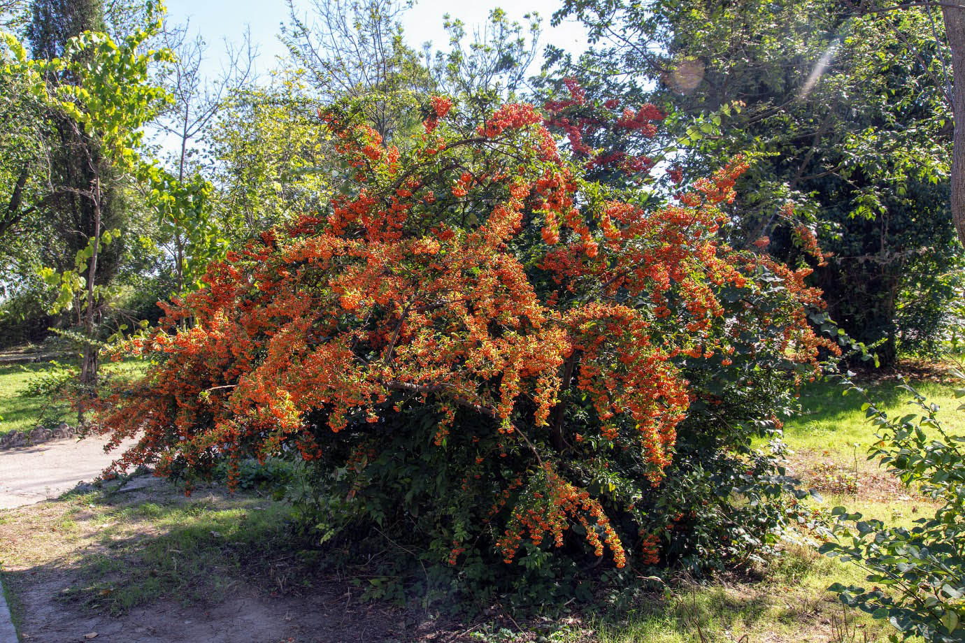 Image of Pyracantha coccinea specimen.