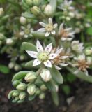 Sedum hispanicum