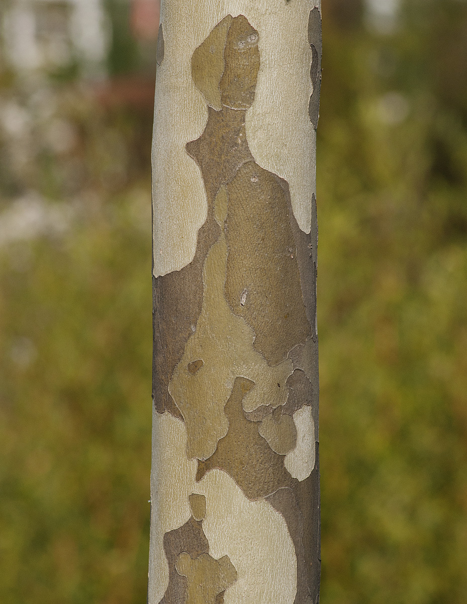 Изображение особи Platanus × acerifolia.