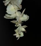 Image of taxon representative. Author is Татьяна Мальчинская