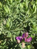 Polygala myrtifolia. Верхушки ветвей с цветками. Черноморское побережье Кавказа, м/о город-курорт Сочи, Адлерский р-н, в культуре на газоне. 29.10.2018.