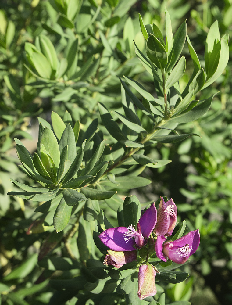 Image of Polygala myrtifolia specimen.