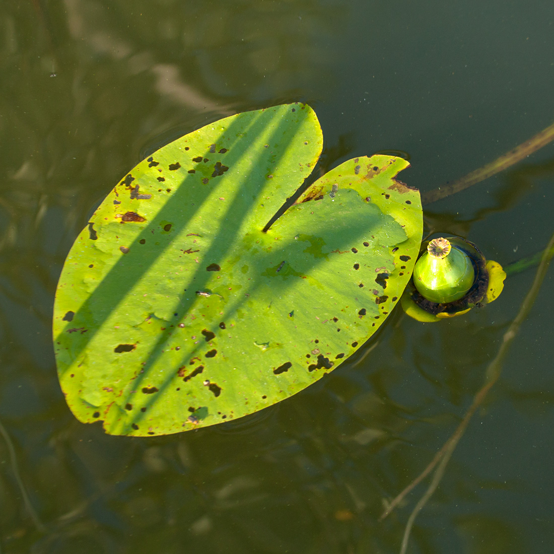 Изображение особи Nuphar lutea.