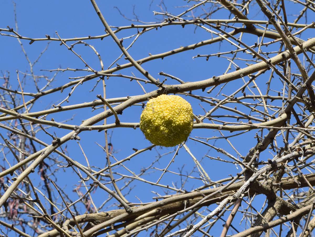 Изображение особи Maclura pomifera.