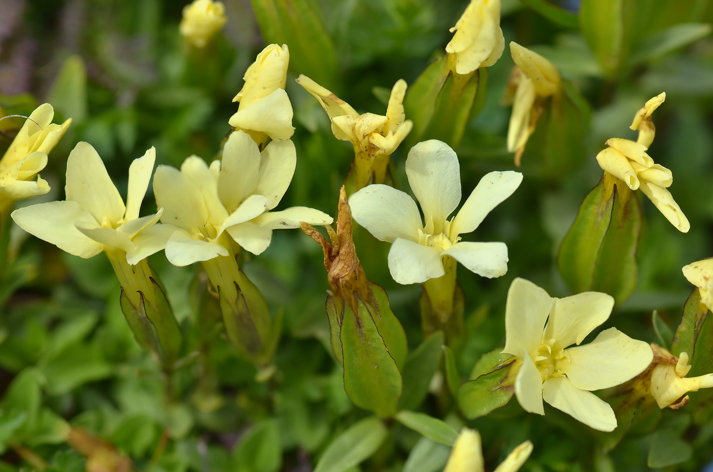Image of Gentiana oschtenica specimen.