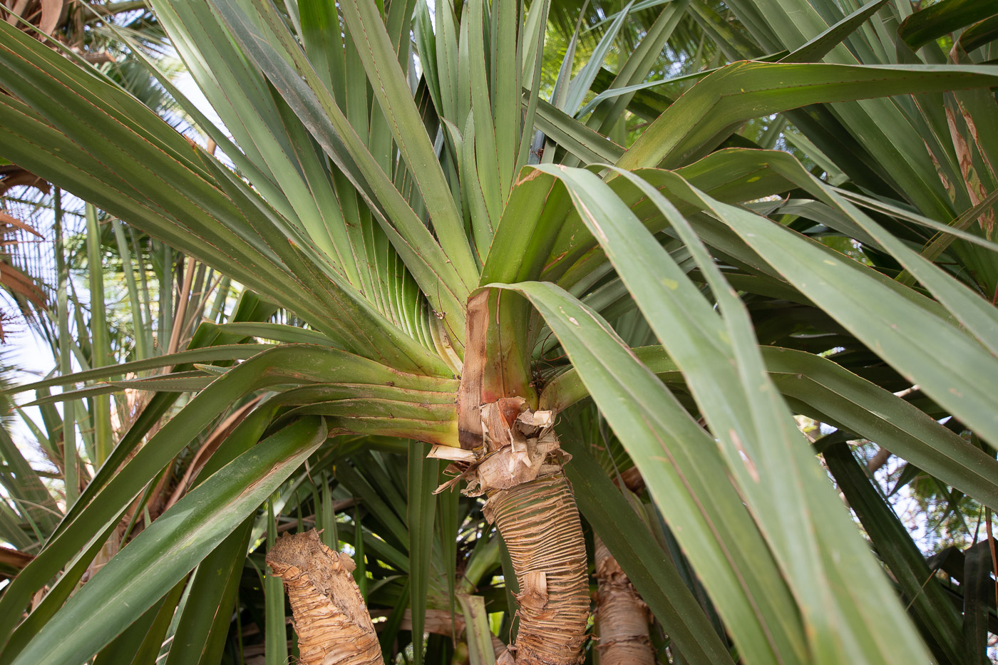 Изображение особи Pandanus utilis.