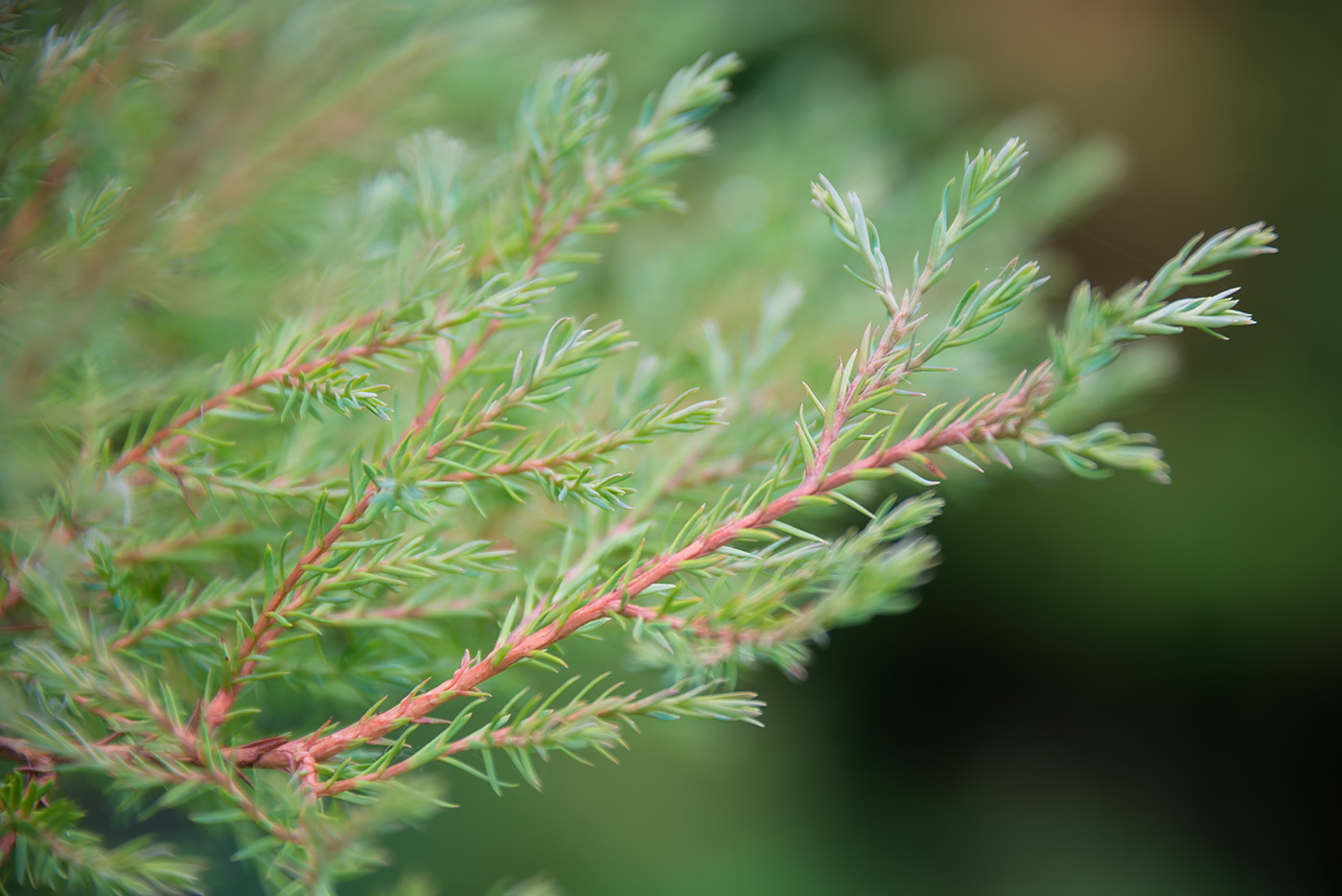 Image of Thuja occidentalis specimen.