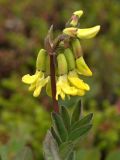 Astragalus frigidus