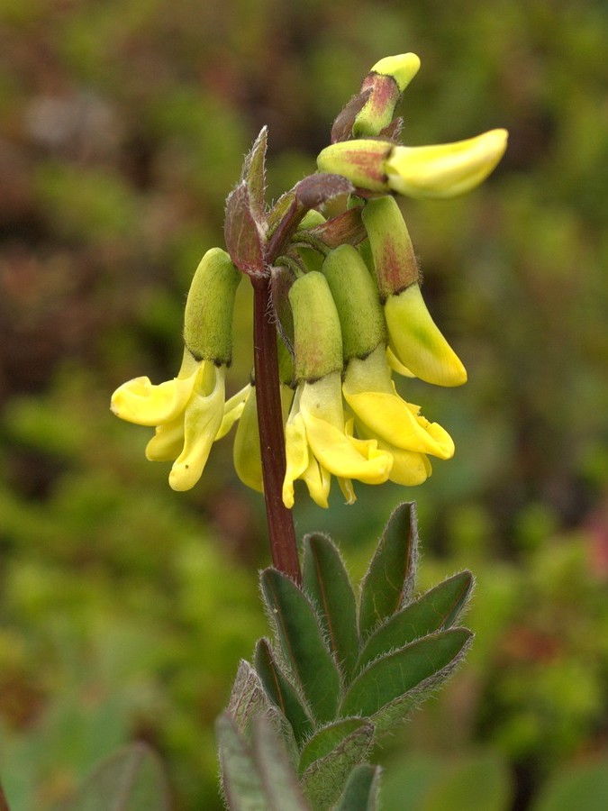 Изображение особи Astragalus frigidus.