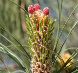 genus Pinus