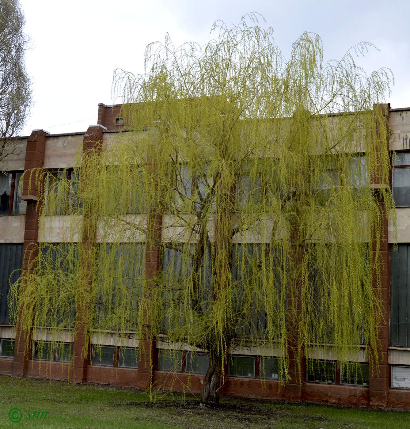 Image of Salix babylonica specimen.