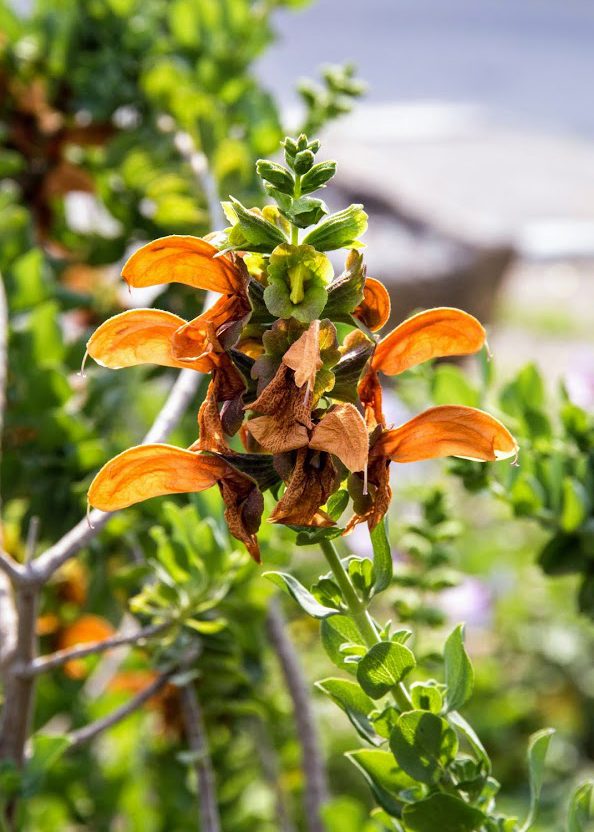 Image of Salvia aurea specimen.