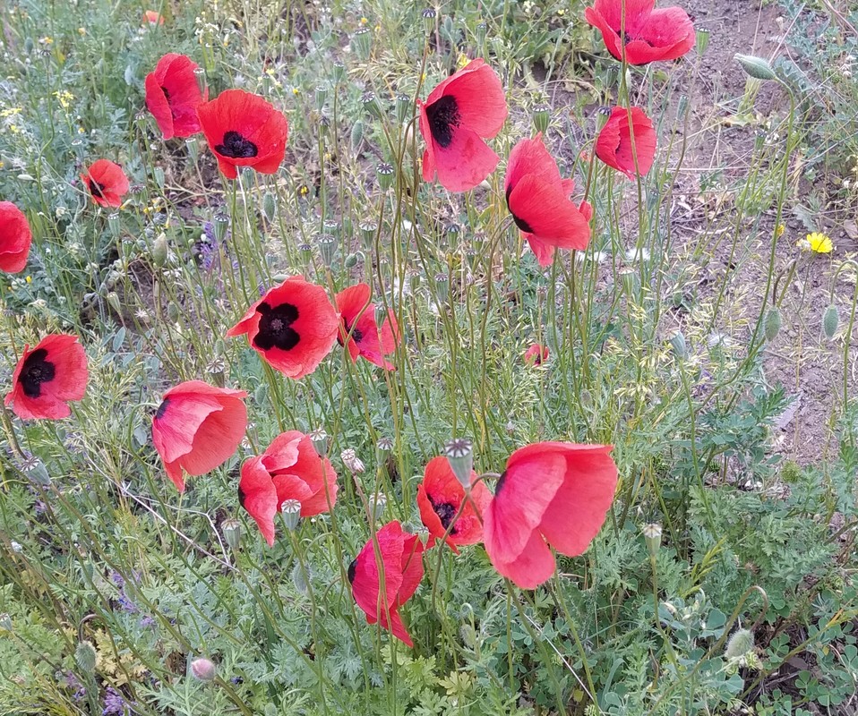 Image of Papaver arenarium specimen.