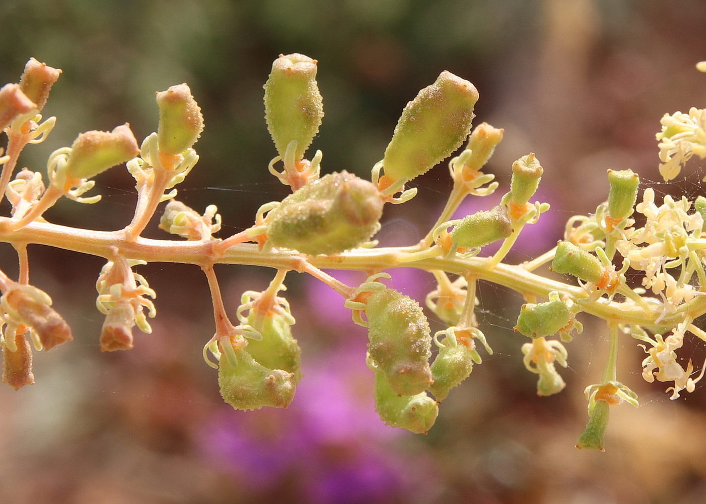 Изображение особи Reseda lutea.