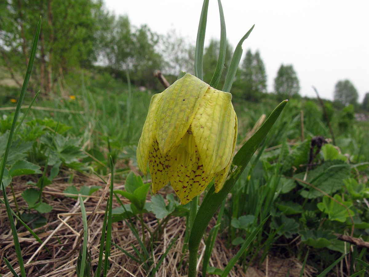 Image of Fritillaria ophioglossifolia specimen.