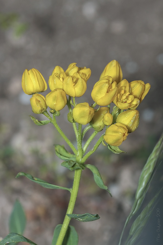 Image of Haplophyllum suaveolens specimen.