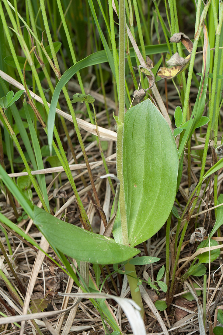 Изображение особи Listera ovata.