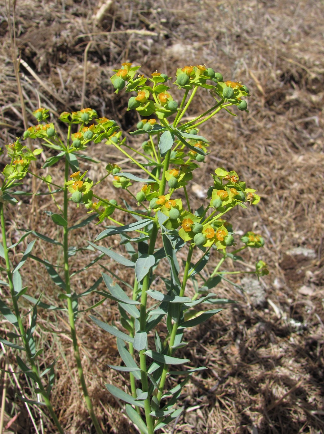 Изображение особи Euphorbia seguieriana.