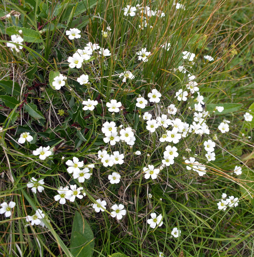 Image of genus Minuartia specimen.