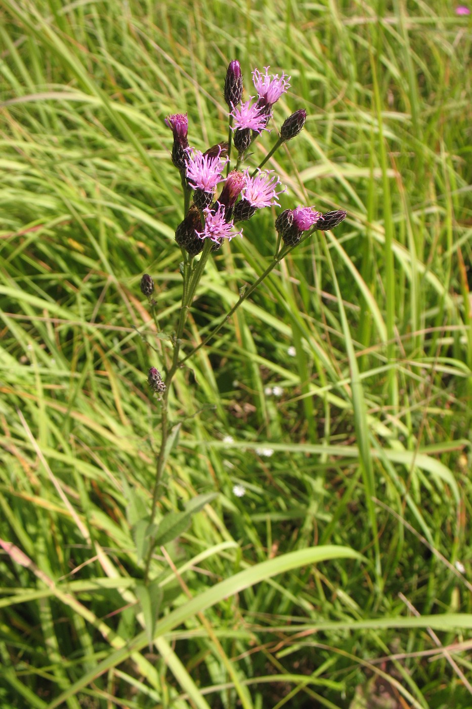 Image of Serratula tinctoria specimen.