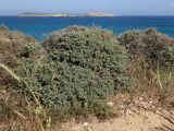 Teucrium brevifolium. Плодоносящее растение. Греция, Эгейское море, о. Парос, пос. Дриос, высокий обрывистый берег моря. 06.05.2019.