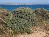 Teucrium brevifolium