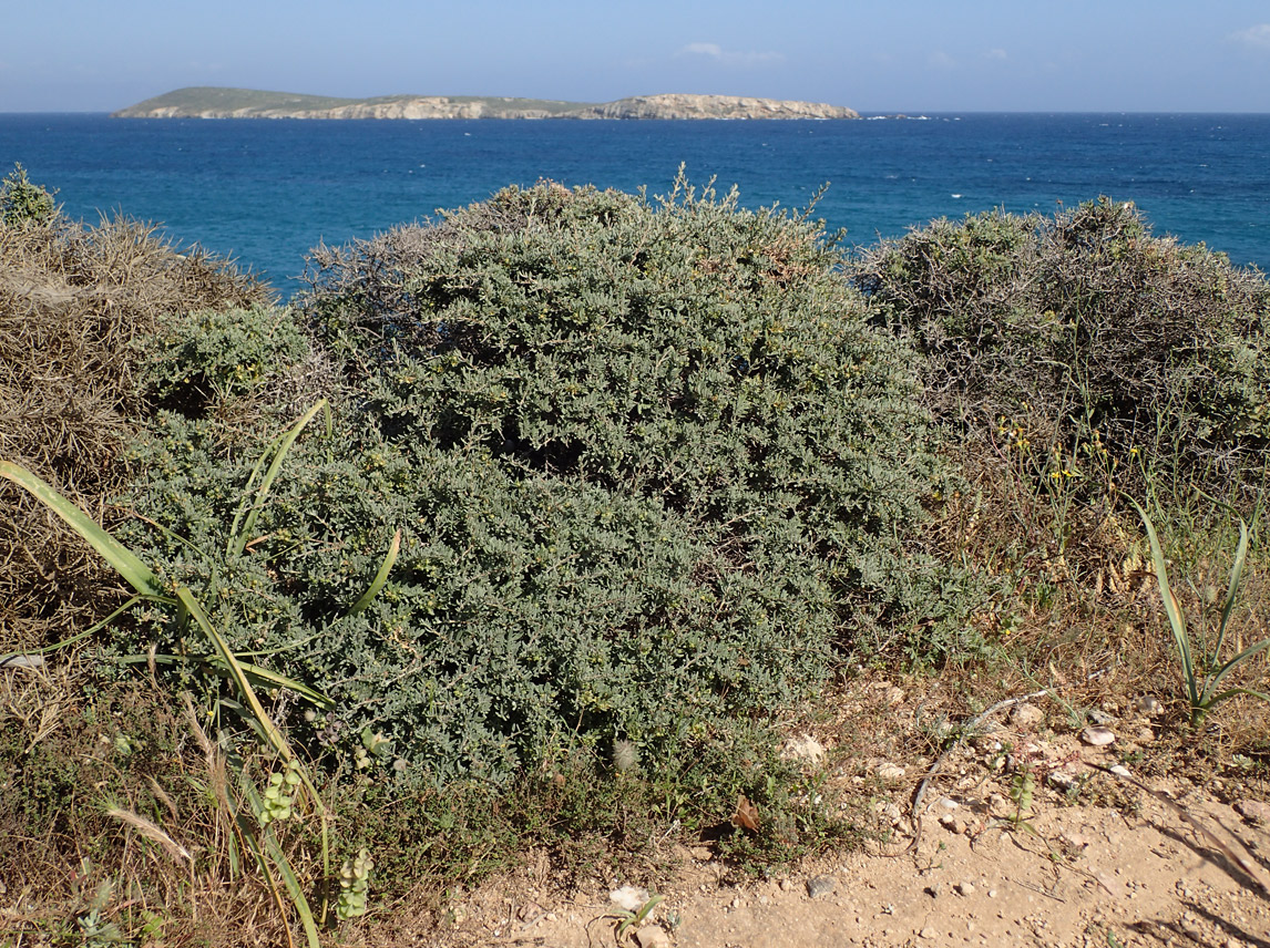 Изображение особи Teucrium brevifolium.