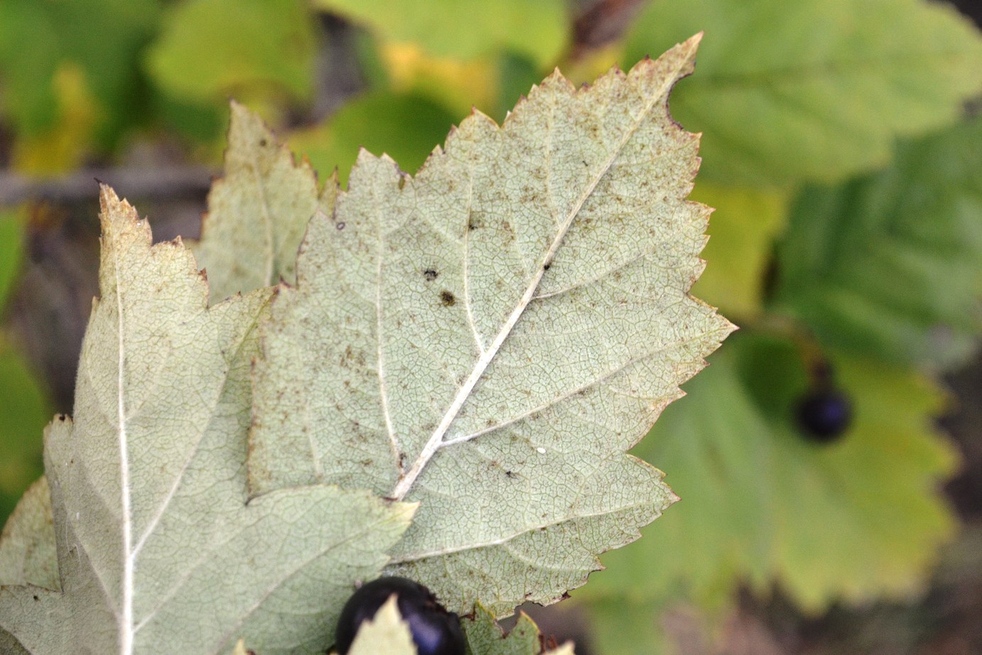 Image of Crataegus nigra specimen.