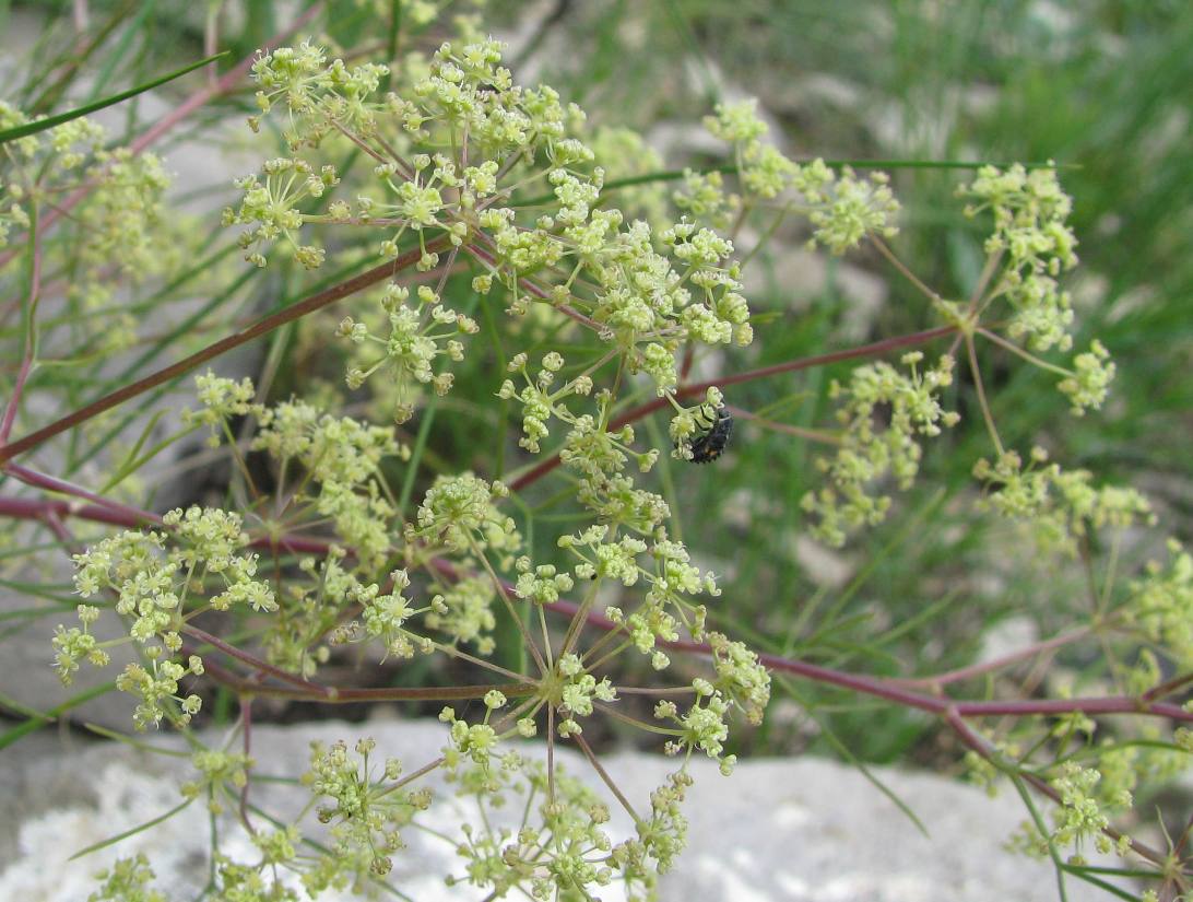 Image of Trinia muricata specimen.