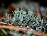 Cladonia cenotea