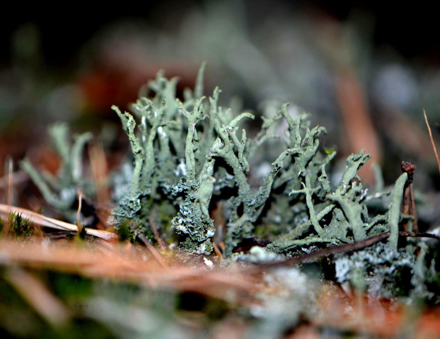 Изображение особи Cladonia cenotea.