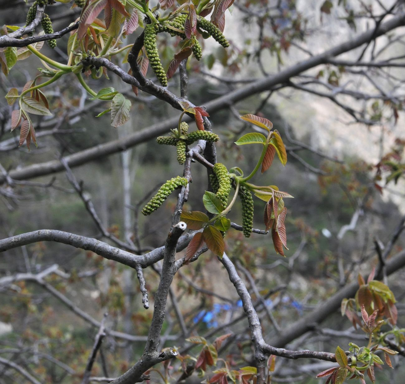 Image of Juglans regia specimen.