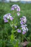 genus Hesperis. Верхушка растения с соцветиями. Краснодарский край, Мостовский р-н, ур. Бароновы поляны, субальпийский луг. 11.06.2019.