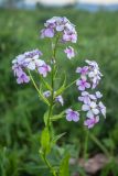 род Hesperis. Верхушка растения с соцветиями. Краснодарский край, Мостовский р-н, ур. Бароновы поляны, субальпийский луг. 11.06.2019.