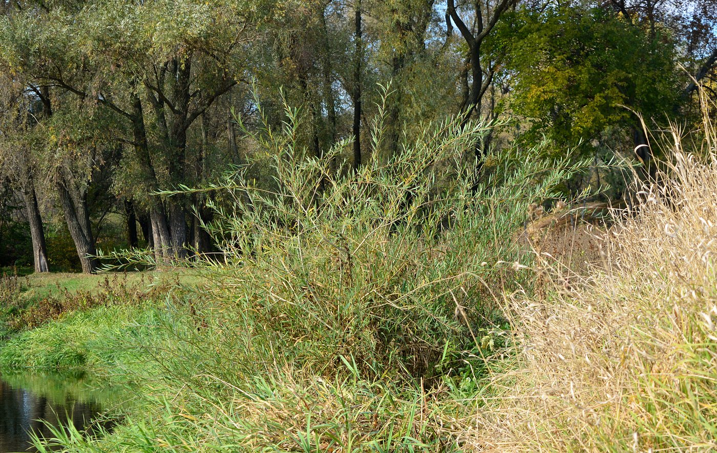 Image of Salix vinogradovii specimen.