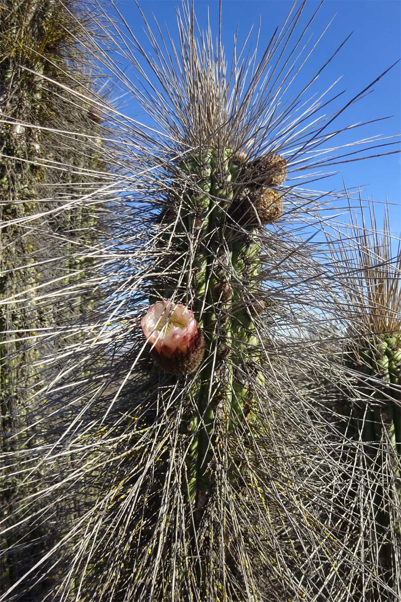 Image of Eulychnia acida specimen.