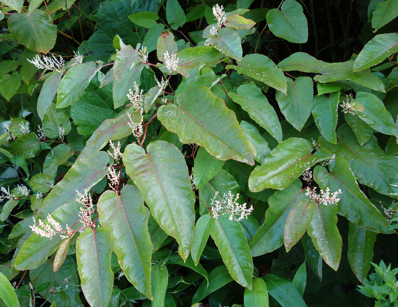 Изображение особи Reynoutria sachalinensis.