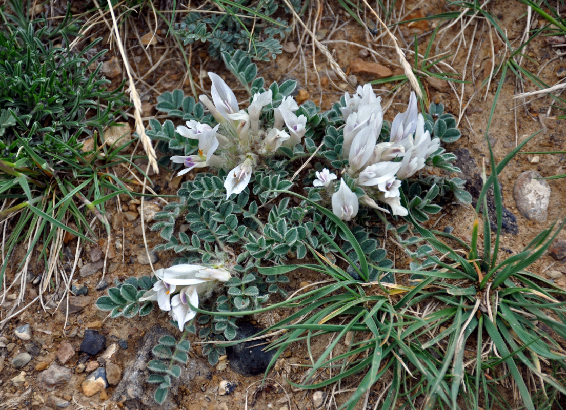 Изображение особи Astragalus hypogaeus.