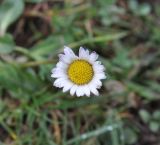 Bellis perennis