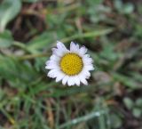 Bellis perennis. Соцветие. Великобритания, Англия, парк \"Landscape Garden\", луг. 21.01.2019.